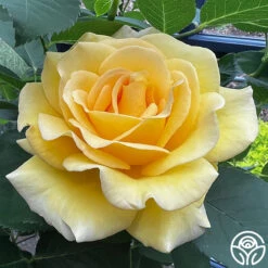 Front Page 15 Robert Bruce