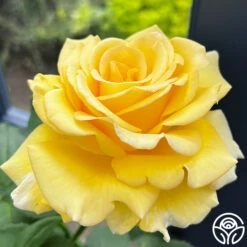 Front Page -FloraFinesse Shop robert bruce 8