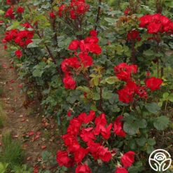 Robusta -FloraFinesse Shop robusta 14