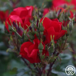 Robusta -FloraFinesse Shop robusta 15