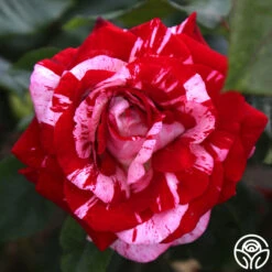 Rock & Roll™ 7 Rock & Roll™ -FloraFinesse Shop rock and roll 1