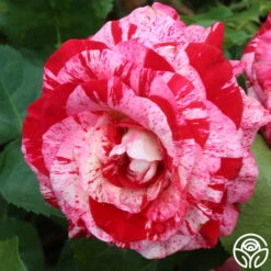 Rock & Roll™ 9 Rock & Roll™ -FloraFinesse Shop rock and roll 3