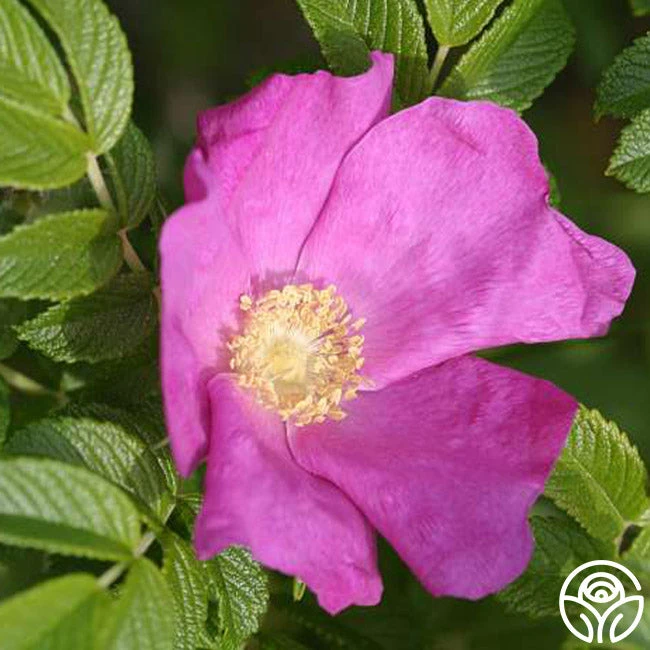 Rosa Rugosa 2 Rosa Rugosa - Image 2