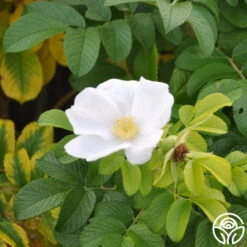 Rosa Rugosa Alba -FloraFinesse Shop rosa rugosa alba logo 02