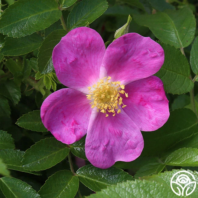 Rosalina 2 Rosalina - Image 2