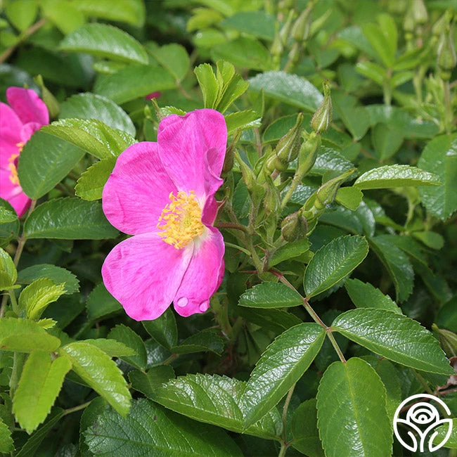 Rosalina 3 Rosalina - Image 3