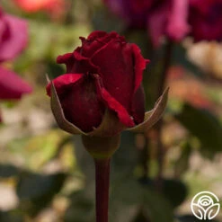 Rose Rhapsody™ -FloraFinesse Shop rose rhapsody 1 7