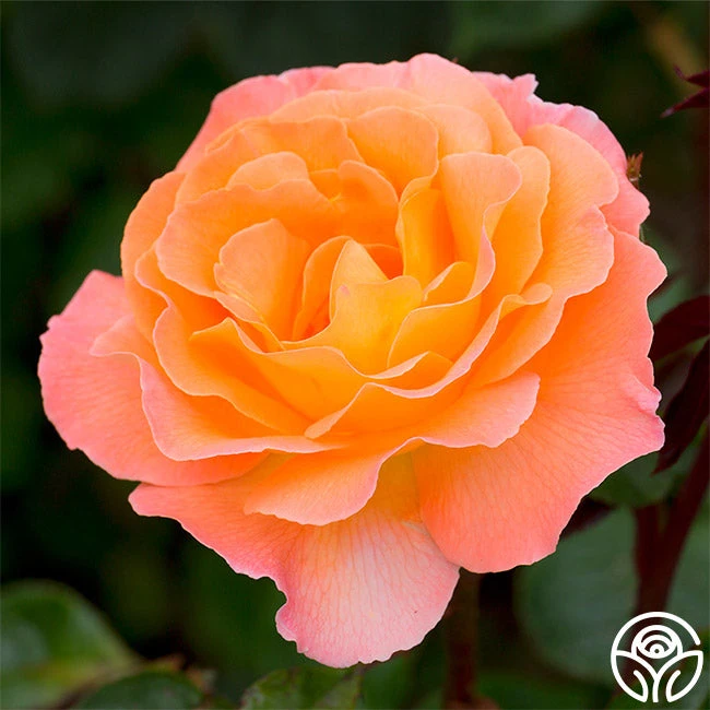 Rosemary Harkness™ 2 Rosemary Harkness™ - Image 2