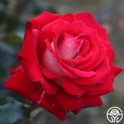 Rosie O'Donnell -FloraFinesse Shop rosie o donnell 3