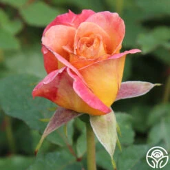 Rosie The Riveter™ -FloraFinesse Shop rosie the riveter 3