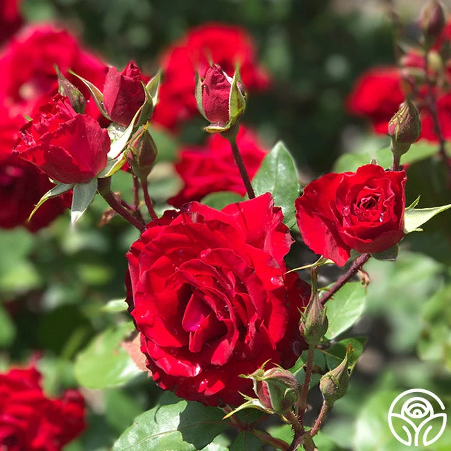 Rouge Rhapsody 3 Rouge Rhapsody - Image 3