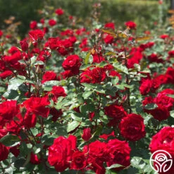 Rouge Rhapsody 7 Rouge Rhapsody -FloraFinesse Shop rouge rhapsody 3 2