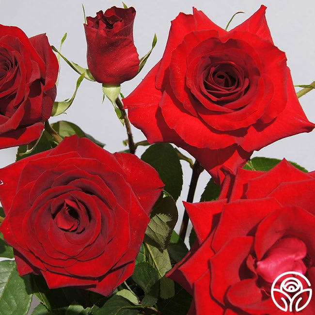 Rouge Rhapsody 2 Rouge Rhapsody - Image 2