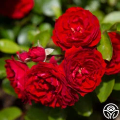 Veranda® Roxanne -FloraFinesse Shop roxanne veranda 2