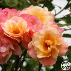 Royal Pageant™ -FloraFinesse Shop royal pageant 5 2