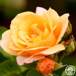 Royal Pageant™ -FloraFinesse Shop royal pageant 8 2