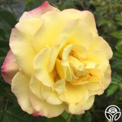 Rugelda -FloraFinesse Shop rugelda logo 02