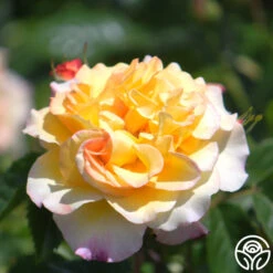 Rugelda -FloraFinesse Shop rugelda logo 05