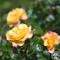 Rugelda -FloraFinesse Shop rugelda logo 06