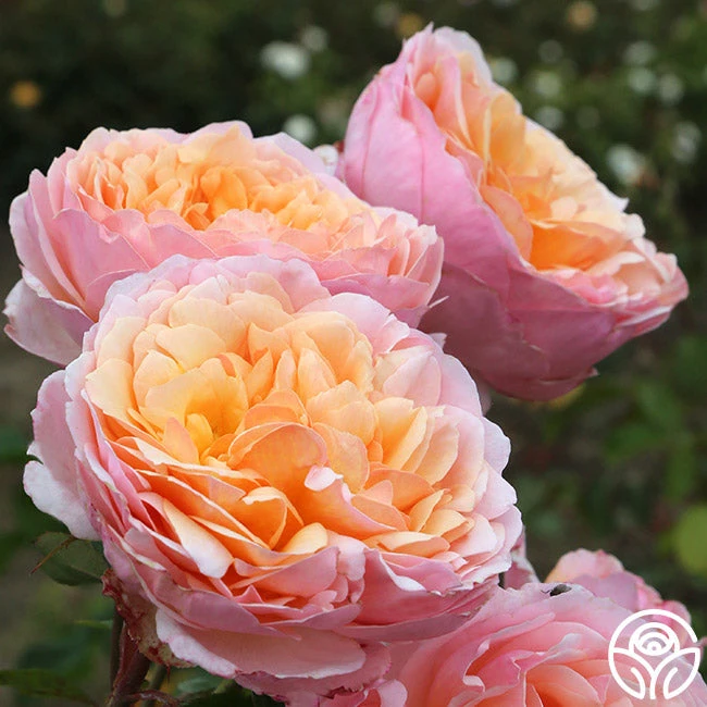 Ruth Clements™ 2 Ruth Clements™ - Image 2