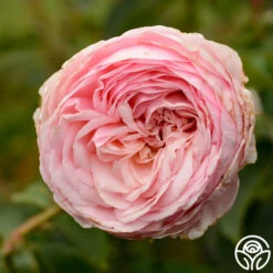 Ruth Clements™ 9 Ruth Clements™ -FloraFinesse Shop ruth clements 7