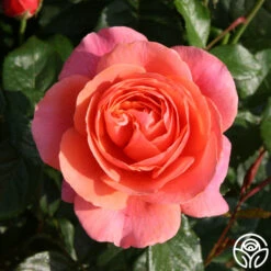 Safari™ 13 Safari™ -FloraFinesse Shop safari 1 1 1