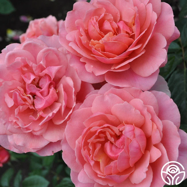 Safari™ 8 Safari™ - Image 8