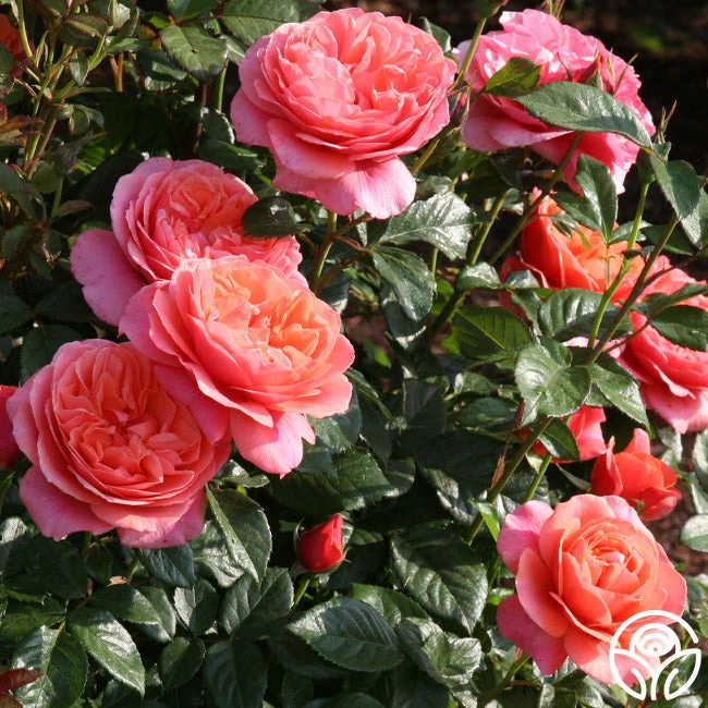 Safari™ 6 Safari™ - Image 6