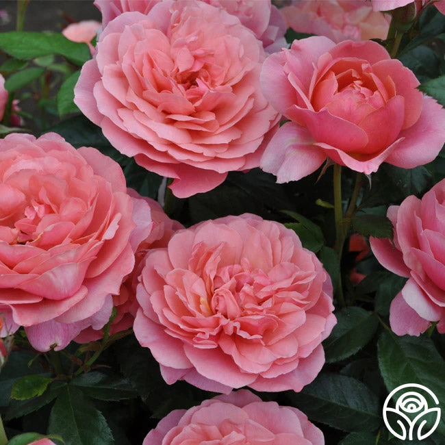 Safari™ 5 Safari™ - Image 5