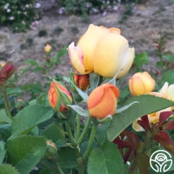 Saffron Summer™ -FloraFinesse Shop saffron summer 3