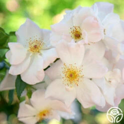 Sally Holmes -FloraFinesse Shop sally holmes 11