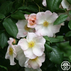 Sally Holmes -FloraFinesse Shop sally holmes 1 8