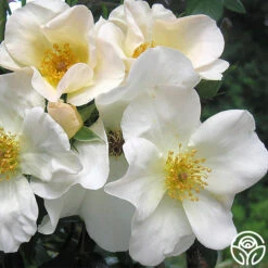 Sally Holmes -FloraFinesse Shop sally holmes 2