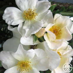 Sally Holmes -FloraFinesse Shop sally holmes 3