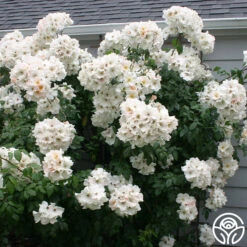 Sally Holmes -FloraFinesse Shop sally holmes 5 1