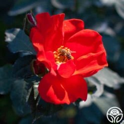 Sarabande® -FloraFinesse Shop sarabande 2 1