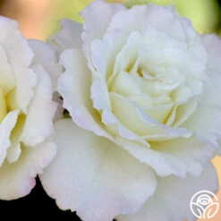 Saratoga -FloraFinesse Shop saratoga 1 1 2