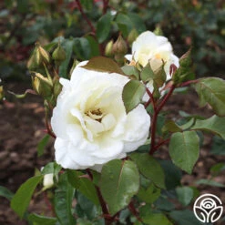 Saratoga -FloraFinesse Shop saratoga 4