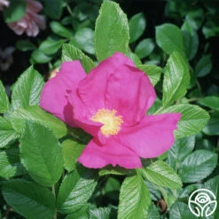 Scabrosa -FloraFinesse Shop scabrosa logo 01