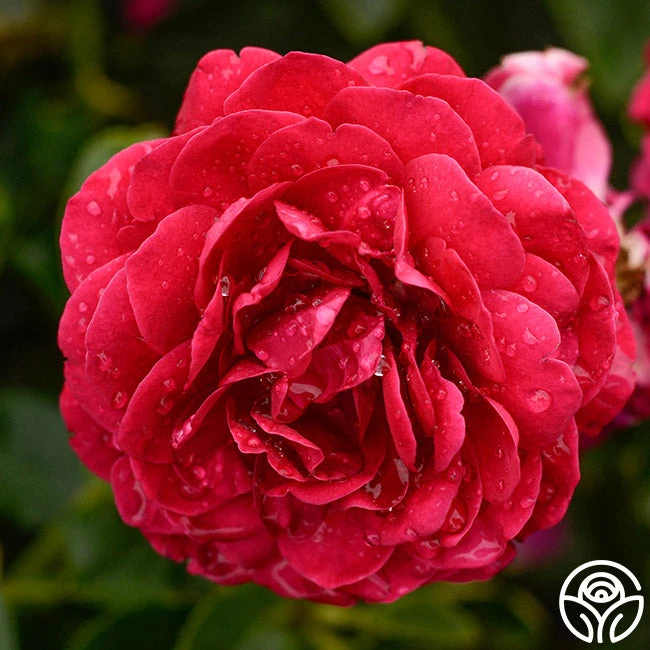 Scarlet Velvet™ 2 Scarlet Velvet™ - Image 2