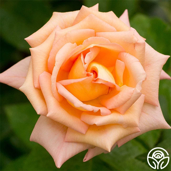 Scent-Sation 1 Scent-Sation