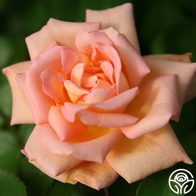 Scent-Sation 2 Scent-Sation - Image 2