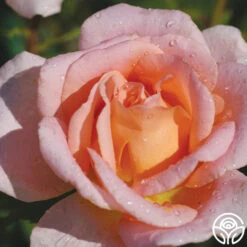 Scent-Sation 5 Scent-Sation -FloraFinesse Shop scent sation 3 2 1