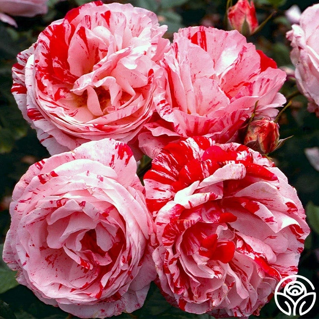 Scentimental™ 2 Scentimental™ - Image 2