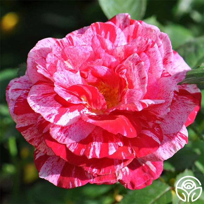 Scentimental™ 3 Scentimental™ - Image 3