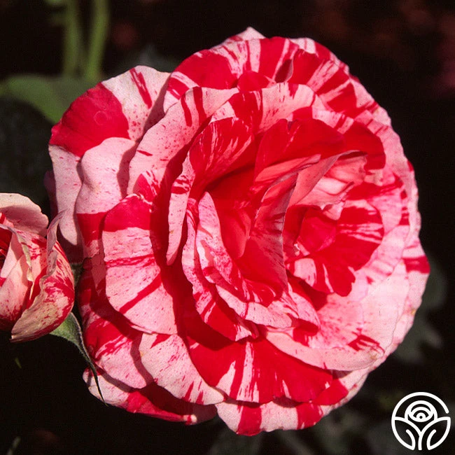 Scentimental™ 4 Scentimental™ - Image 4