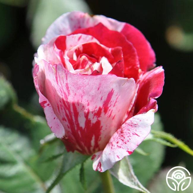 Scentimental™ 7 Scentimental™ - Image 7