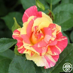 School Spirit -FloraFinesse Shop school spirit 5 1