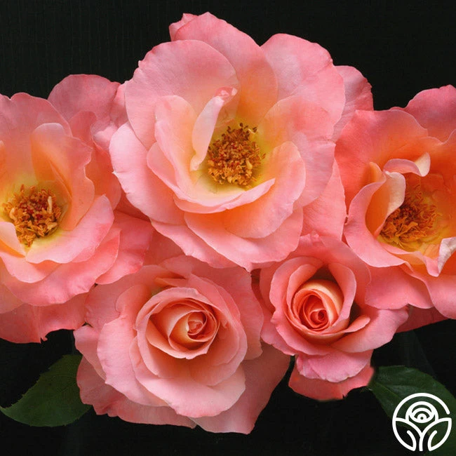 Sea Pearl 2 Sea Pearl - Image 2