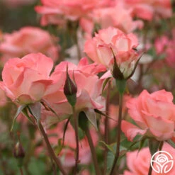 Sea Pearl 7 Sea Pearl -FloraFinesse Shop sea pearl 4